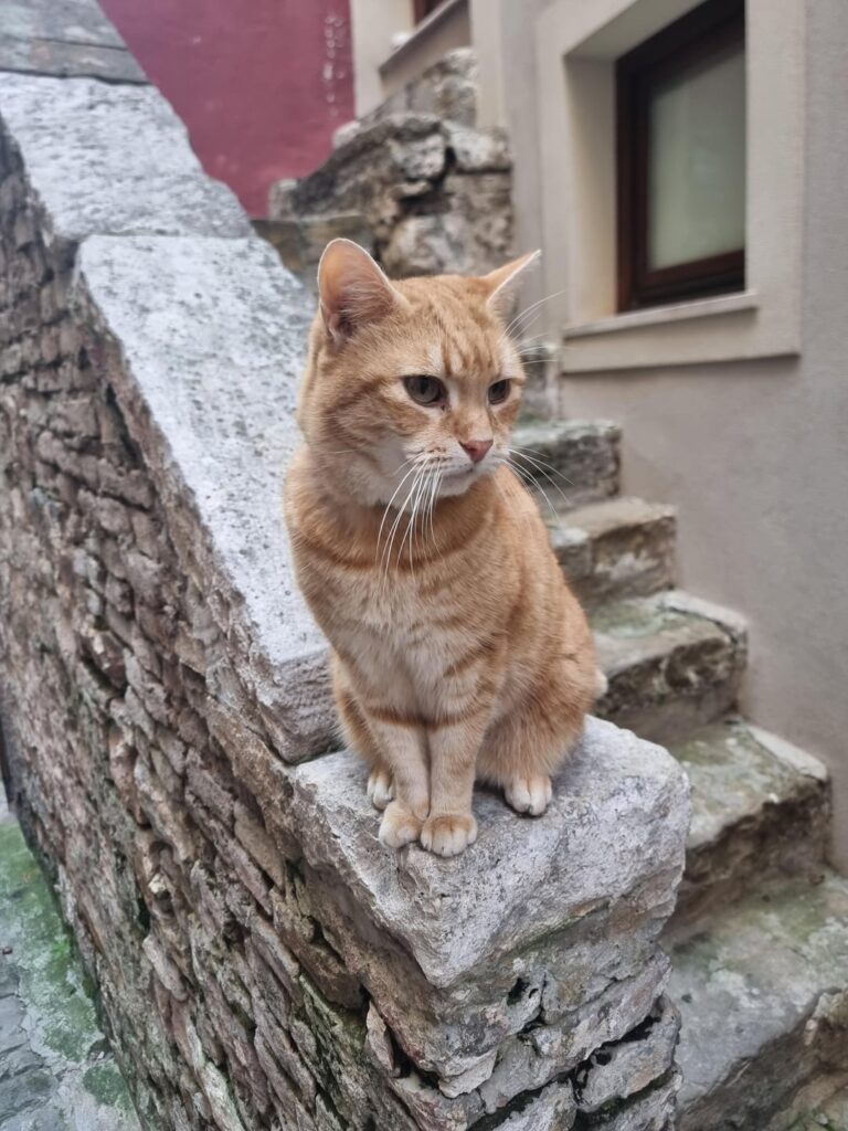 Catbot