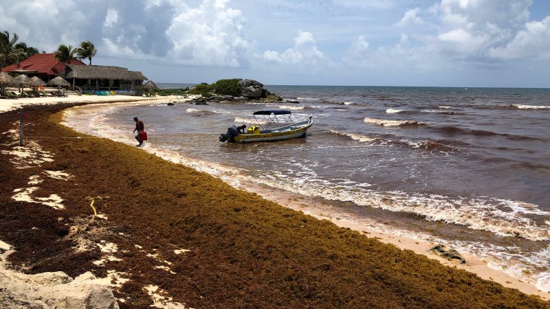 Tulum, Mexico: US economy – and seaweed – slow tourist flow to Caribbean resort town