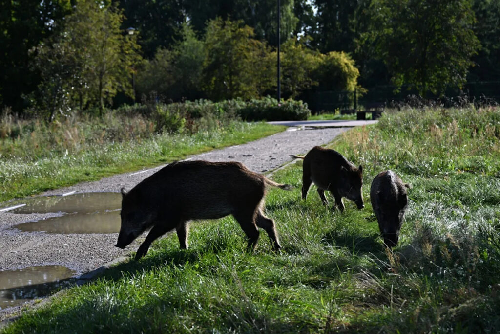 Misinformation spreads as Croatia battles African swine fever