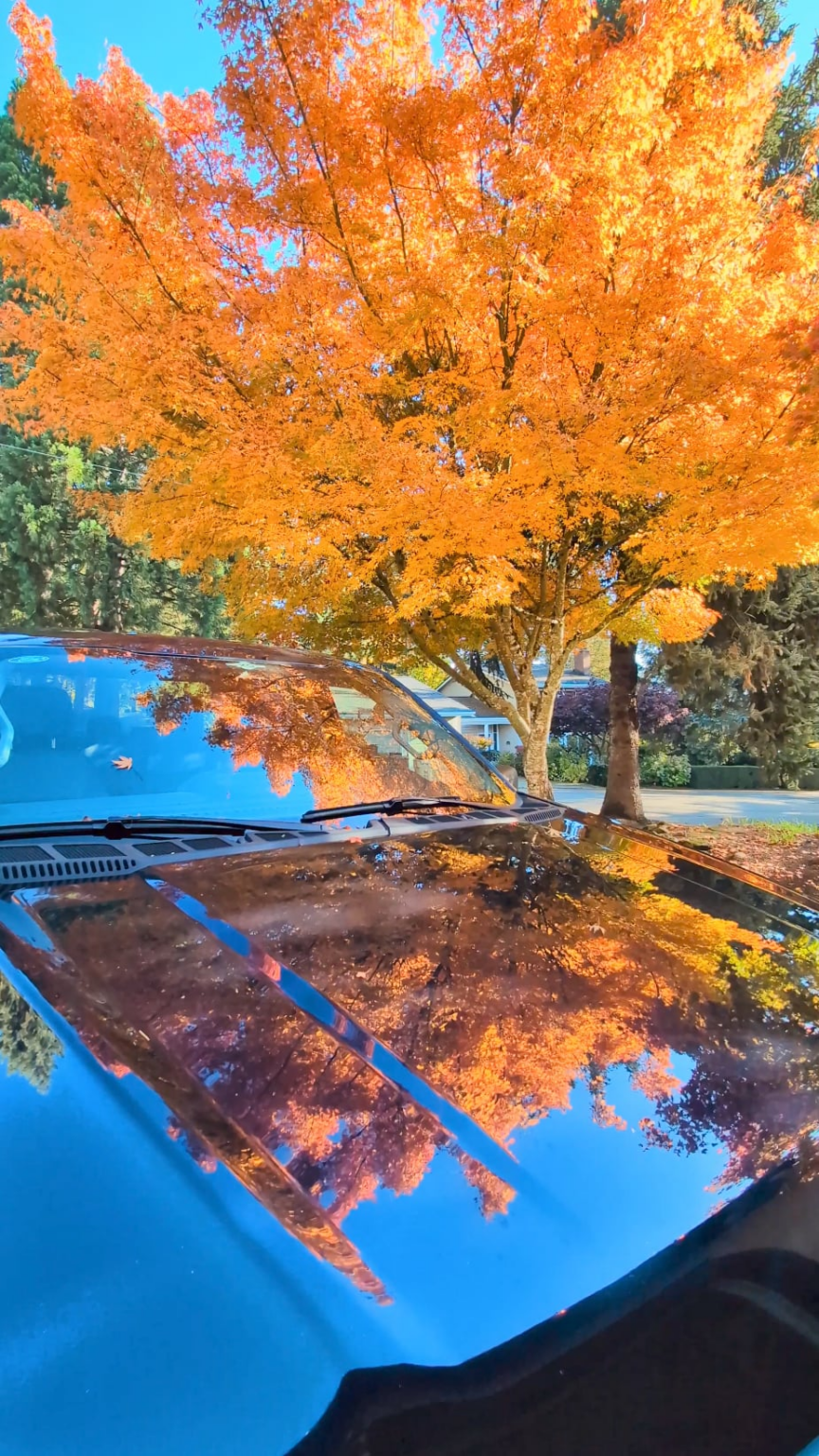 Been walking the dog extra miles the past week admiring the trees.