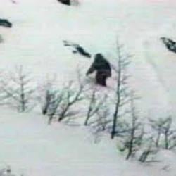 At the first snow, a Jeti was spotted in the Kočevski primeval forest.