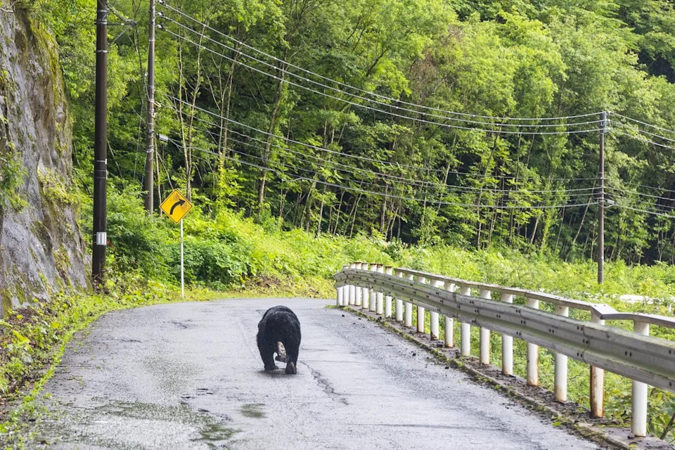 A rear view of a Black Bear walking along a rural mountain road in Shizukuishi, Iwate. (Getty/iStock)