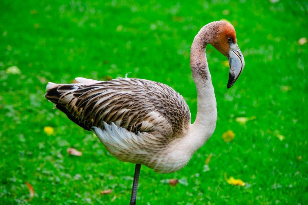 Missing flamingo that escaped from Cornwall park ‘spotted’ in France