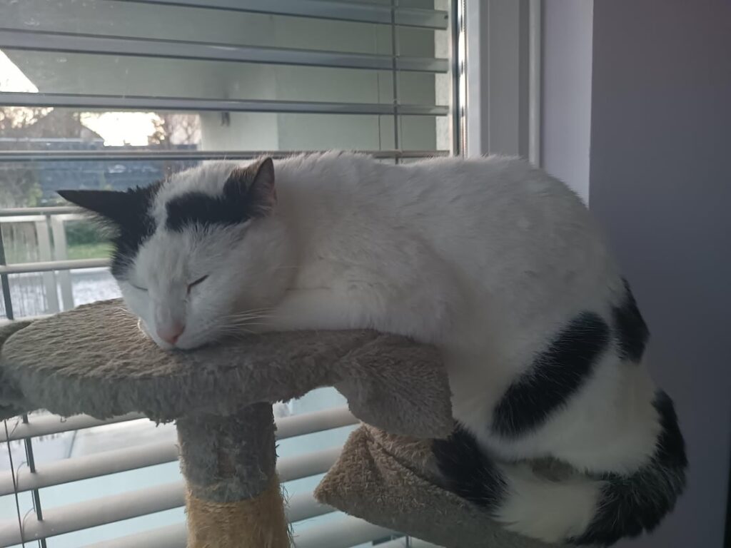Catbot
