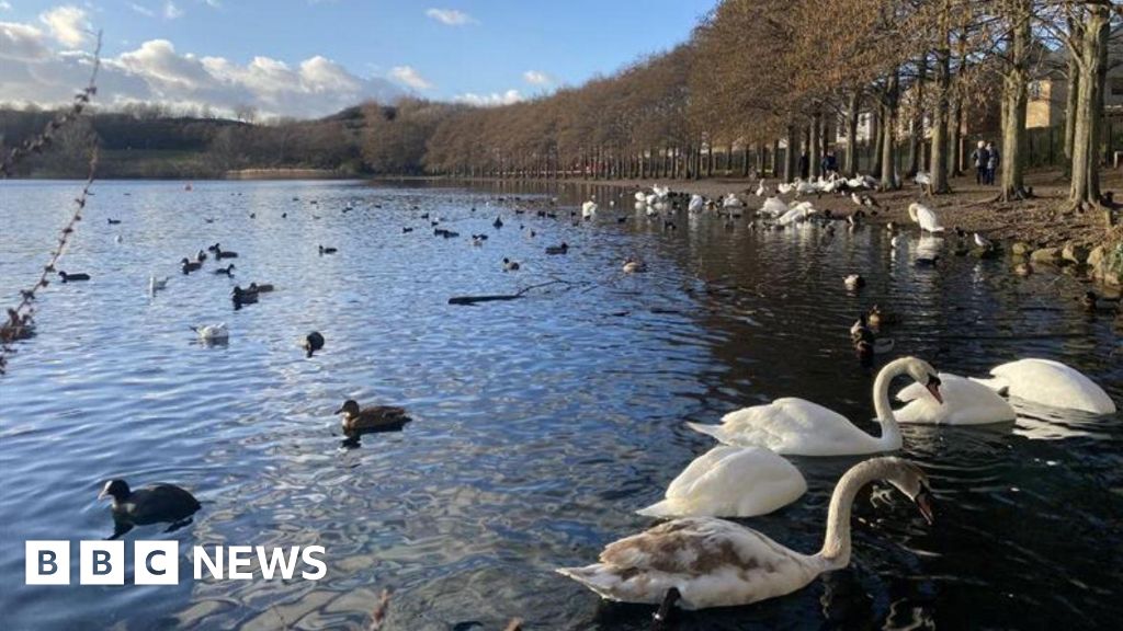 Confirmed bird flu cases at Doncaster Lakeside prompt health measures