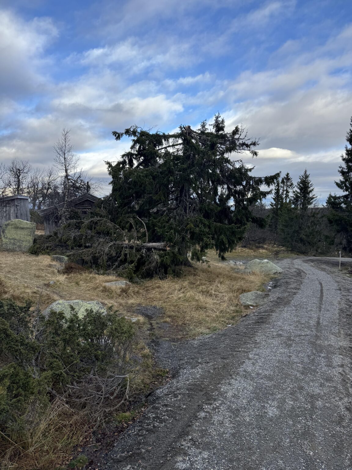 Old pine tree was broken.