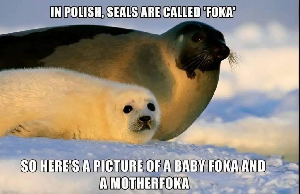 Seal