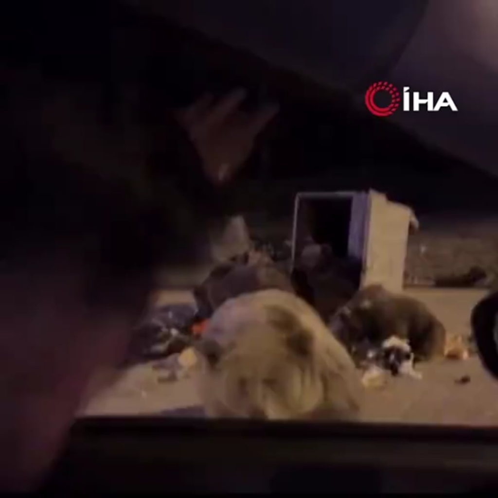 A bear attacked a person who tried to give sausage to the bear family in Uludağ.