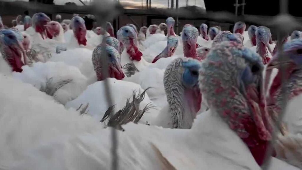 Some NH farmers keep costs steady as turkey prices rise