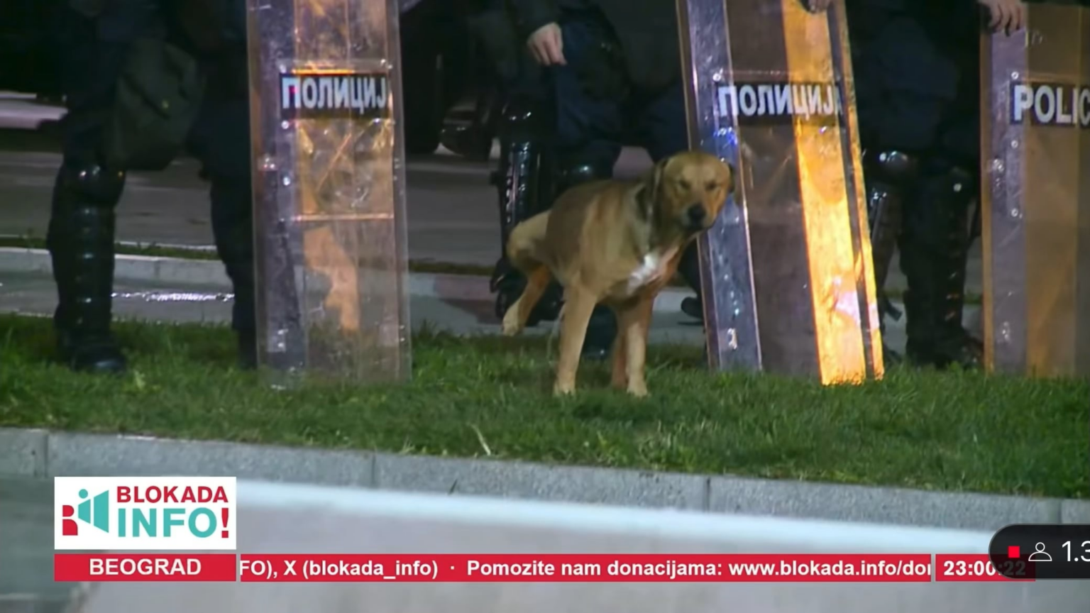 I think we finally have a real protest mascot