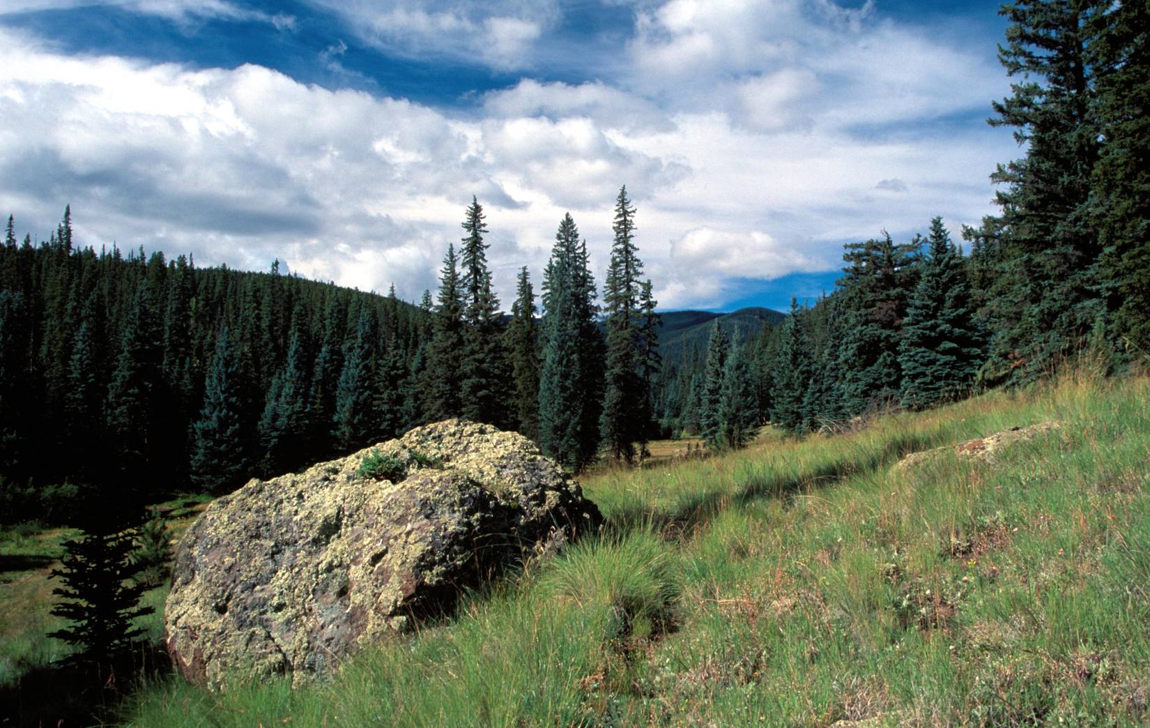 West Baldy Trail in Greer, Arizona, USA