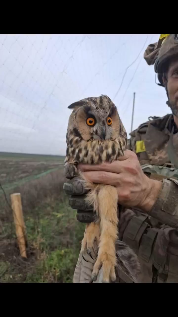 Ukrainian soldier saved an owl stuck in the anti-drone nets. Anti-drone nets save human lifes but endanger birds
