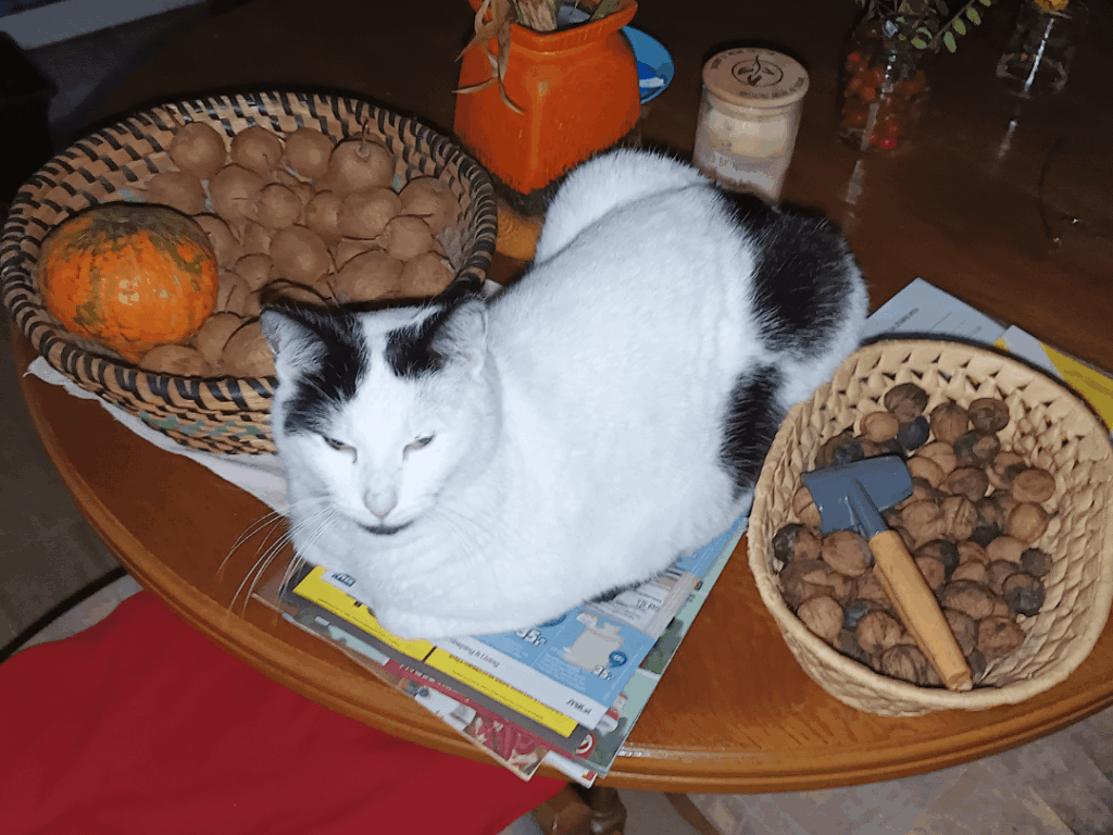 Catbot