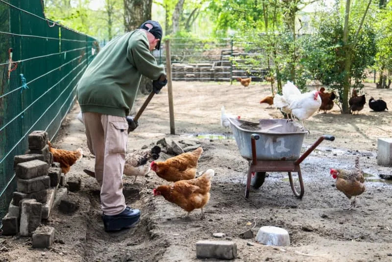 Chickens run around an outdoor pen while an inmate digs a trench with a shovel. Inmates at this German prison take care of mistreated poultry. Christoph Reichwein/dpa