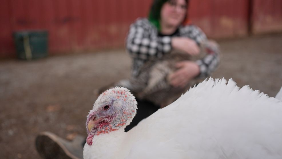 A turkey used for cuddle therapy walks past someone having a session at The Gentle Barn, Tuesday, Nov. 25, 2025, in Christiana, Tenn. (AP Photo/George Walker IV)
