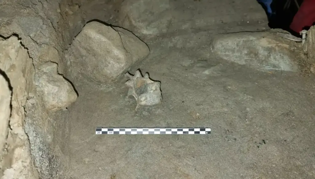 The lost ecosystem under the ice in Norway: 46 species preserved for 75,000 years discovered