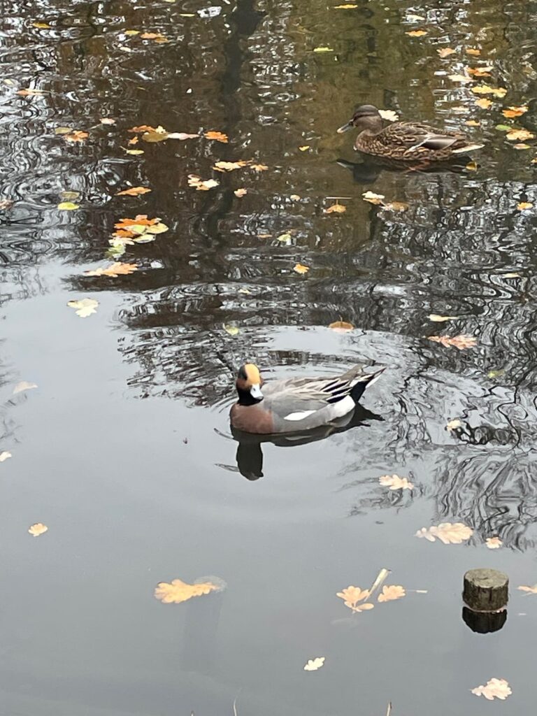 Eurasian Wigeon spotted during today's walk