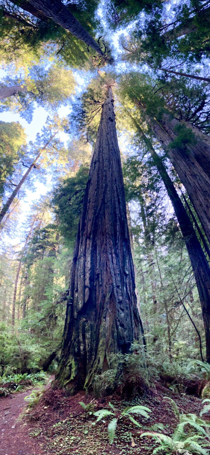 Redwoods National and State Park California