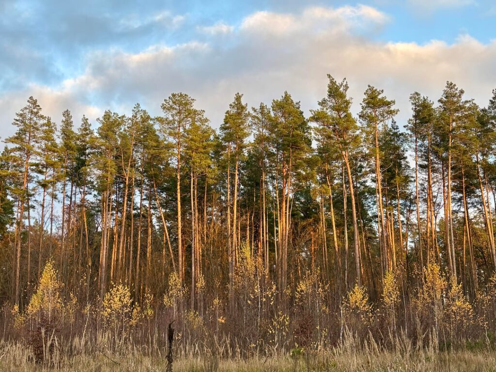 A walk in the forest