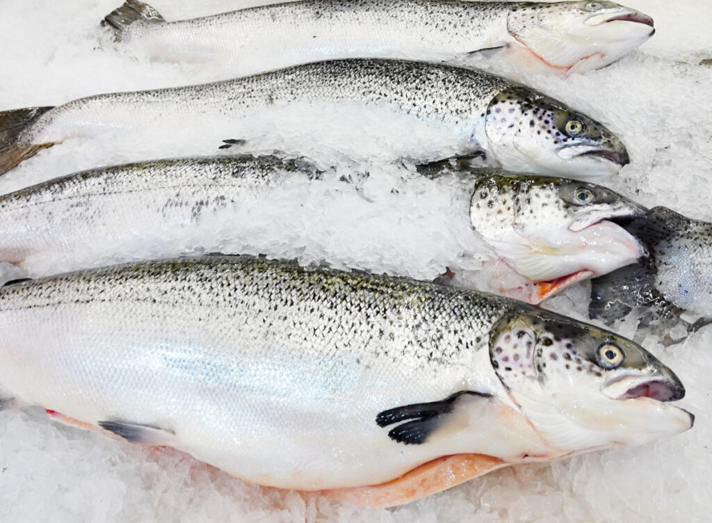 Fish Farmer - News - Norway sees salmon prices up again, but relief may be short lived