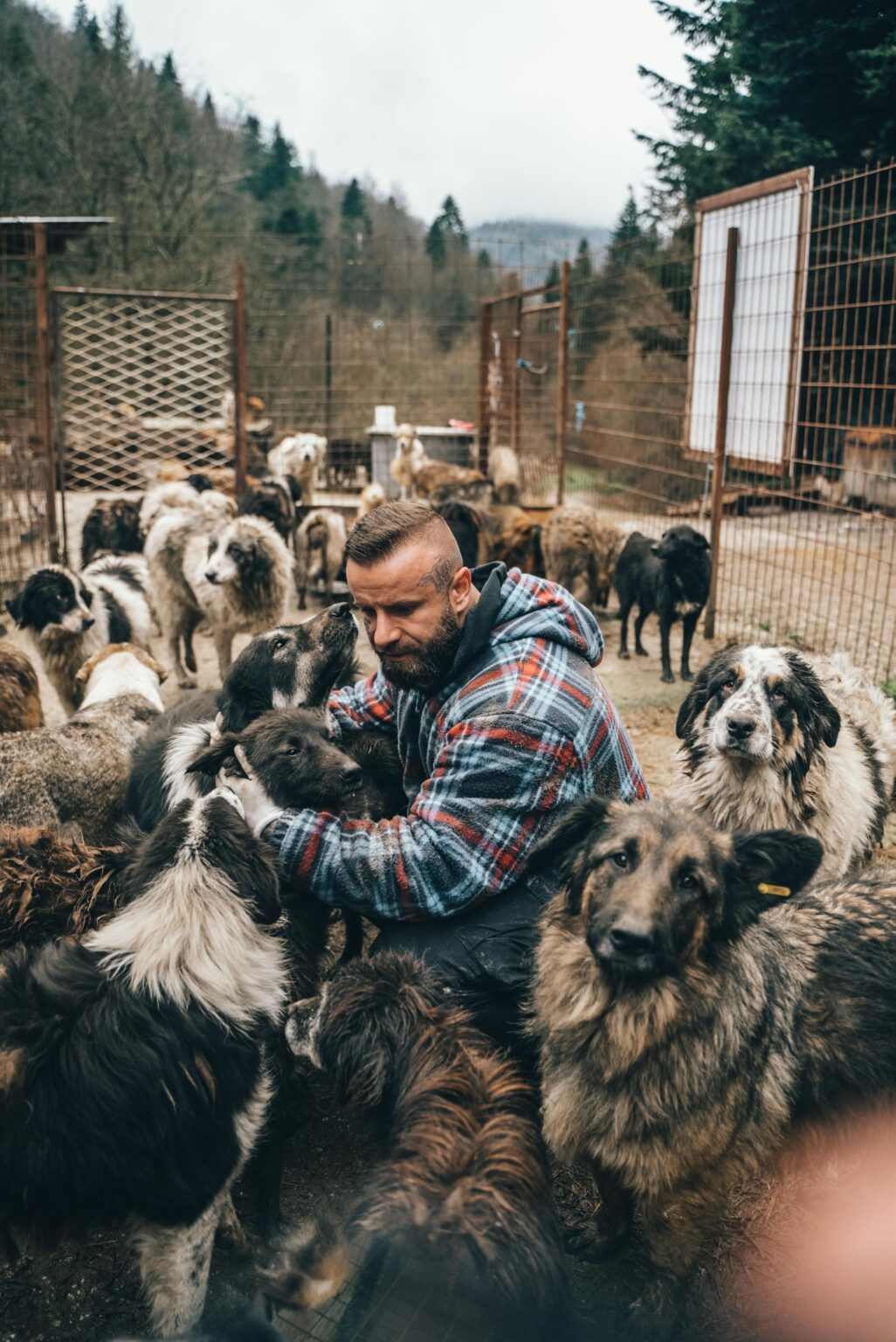 Warning to donors: doubts about Save the Dogs BiH and Bruno Jelović