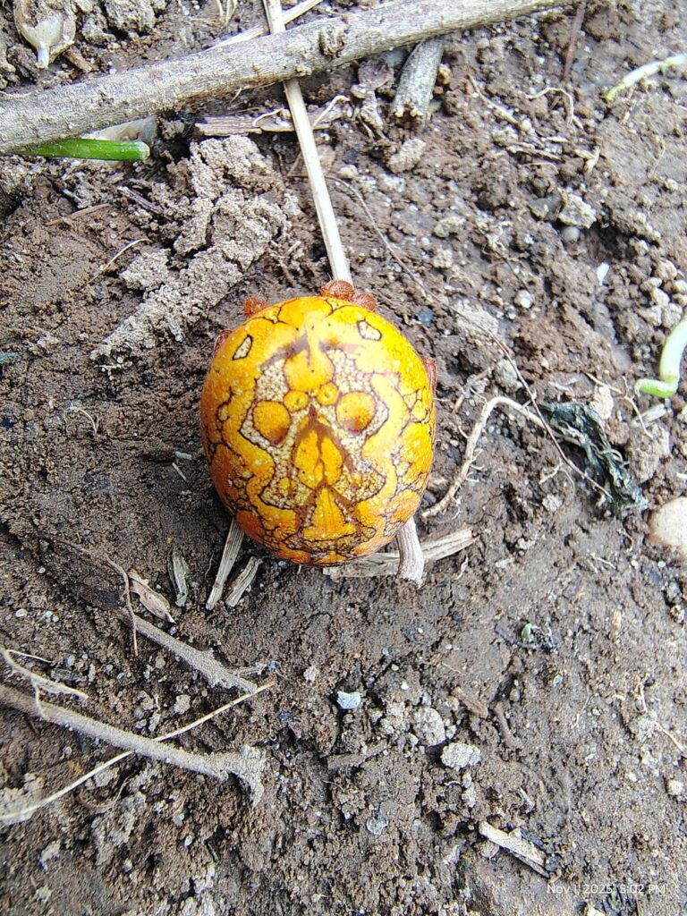 Never seen a spider like this