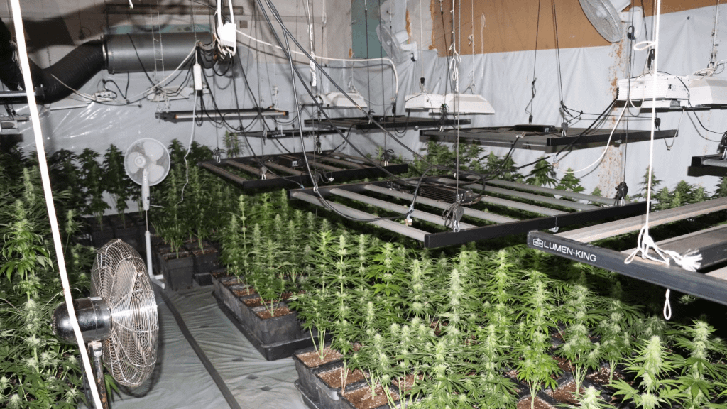 'Gardener' issued with high electricity bill: grew 1,200 cannabis plants