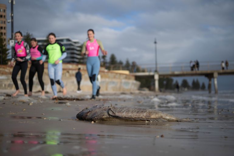 ADELAIDE, AUSTRALIA - JULY 13: A Male Snapper washes up on Glenelg Beach on July 13, 2025 in Adelaide, Australia. A toxic algal bloom has washed dead and dying sea creatures along the South Australian coastline since mid March and was first detected on the state’s Fleurieu Peninsula and Kangaroo Island. The ecological disaster is killing large swathes of marine life across a wide range of species, including dolphins, sharks and rare marine species not often observed. (Photo by Tracey Nearmy/Getty Images)