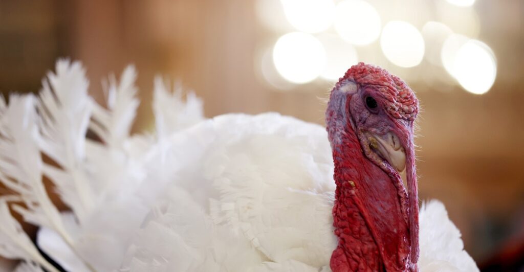 What if we didn’t serve turkey on Thanksgiving?