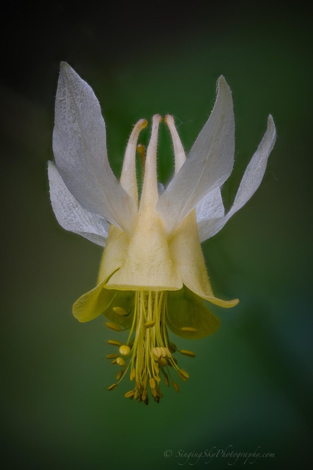 Montana Wildflower Collection