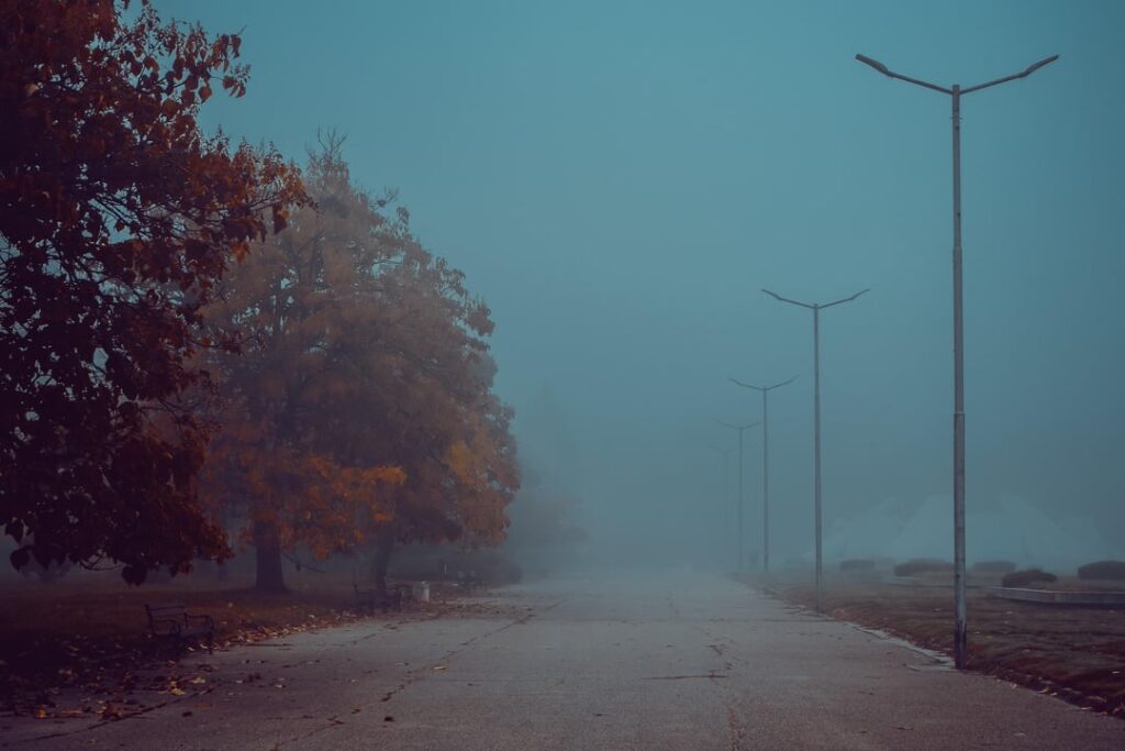 Today there are no cats, but there are mushrooms and fog...