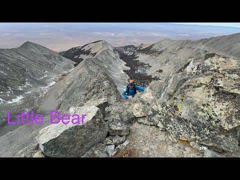 Very late season Little bear