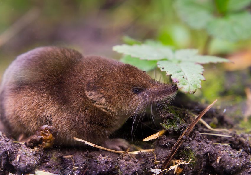 A common shrew sniffs at the leaf of a plant on the ground. Shrews have a unique mode of hibernation: shrinking their organs.
