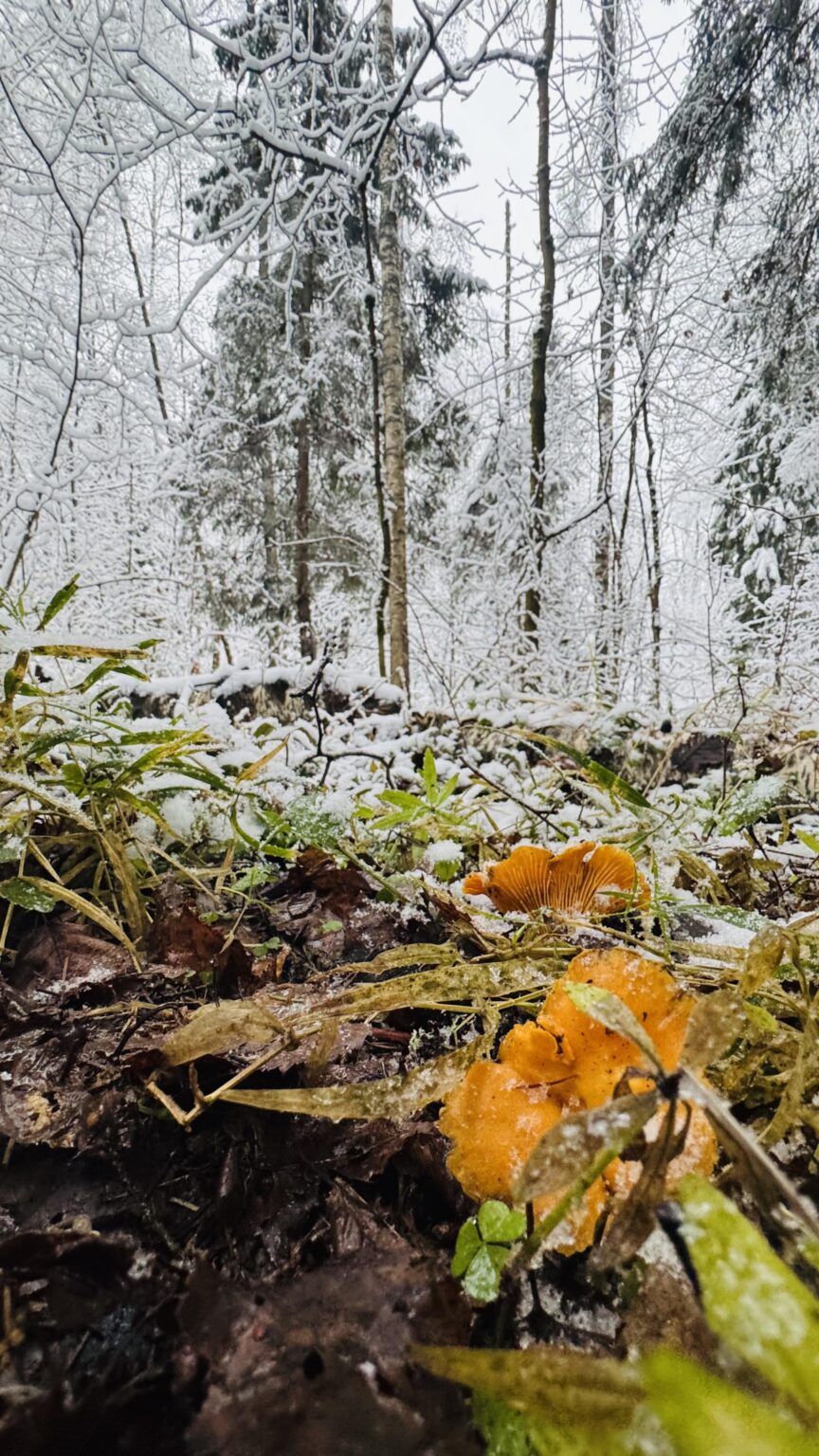 Chanterelles under the first snow