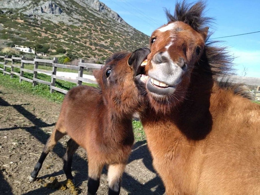 Skyros horses