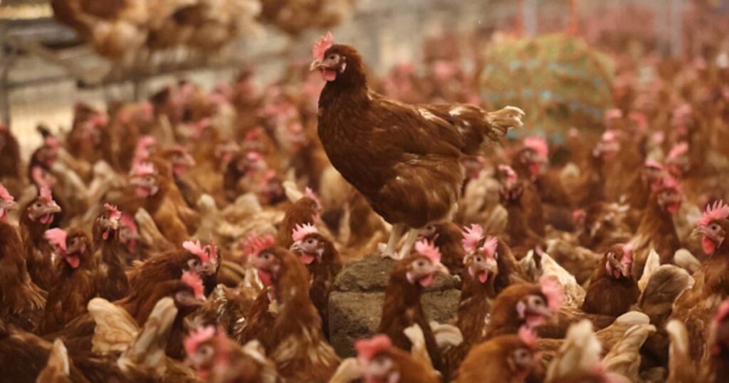 New human case of Avian Flu confirmed in Grays Harbor County – KIRO 7 News Seattle
