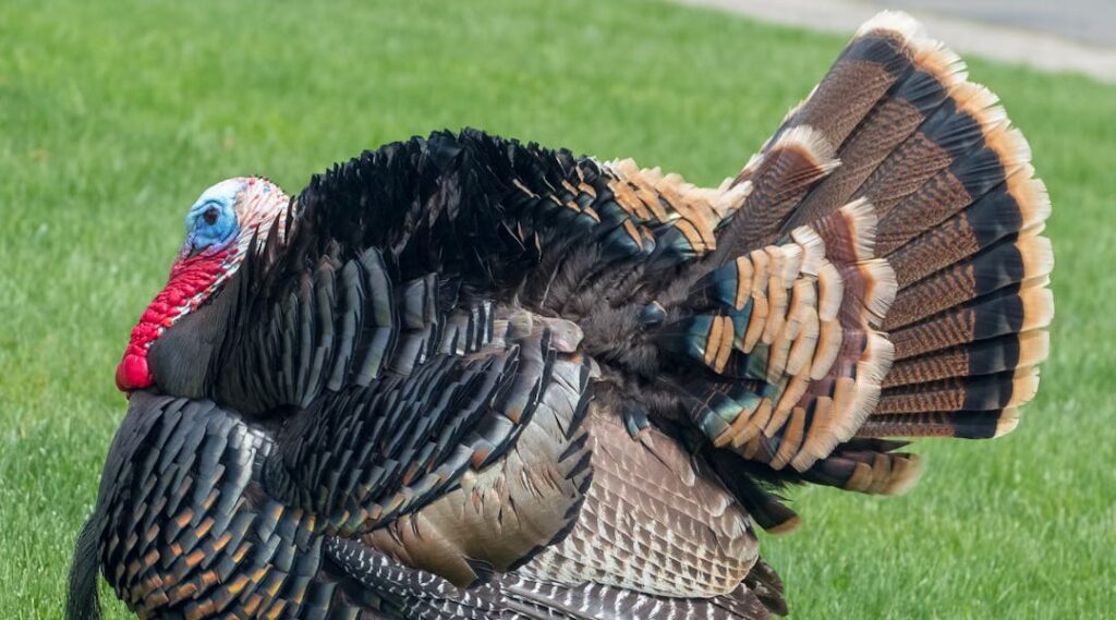 Trump Refuses to Pardon Turkey After it Fails to Bribe Him