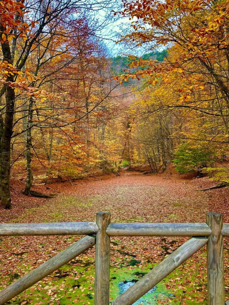 Autumn in Yedigöller 🍁