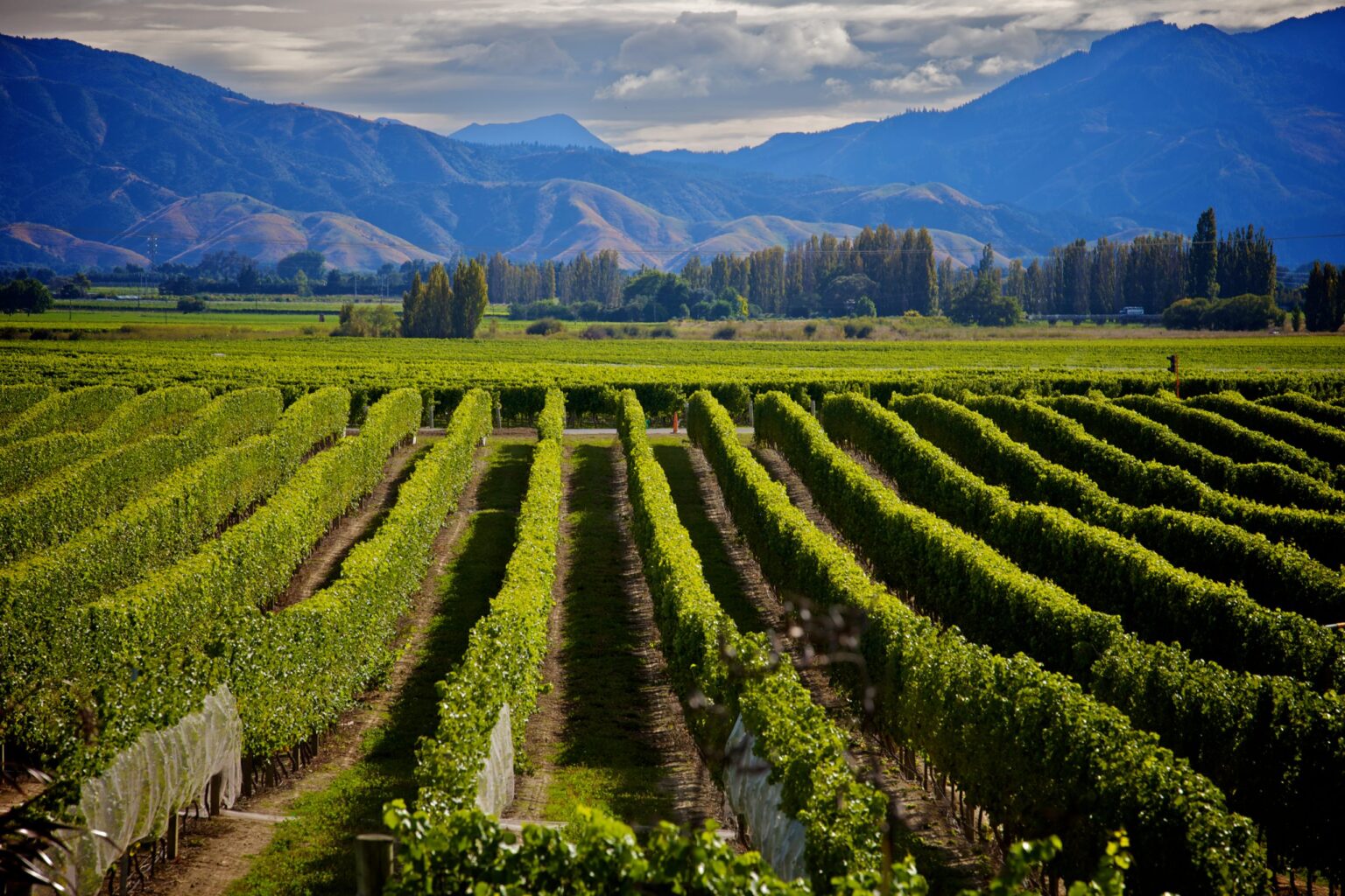 Classic New Zealand Wine Trail gets NZ$991k in tourism push