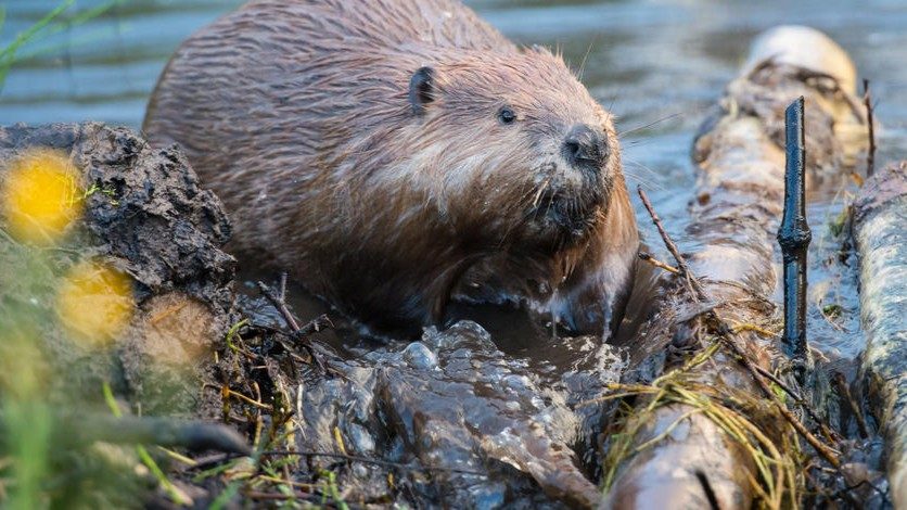 Fish & Game seeking public input on Idaho upland game, turkey and furbearer season setting, 2026-2027