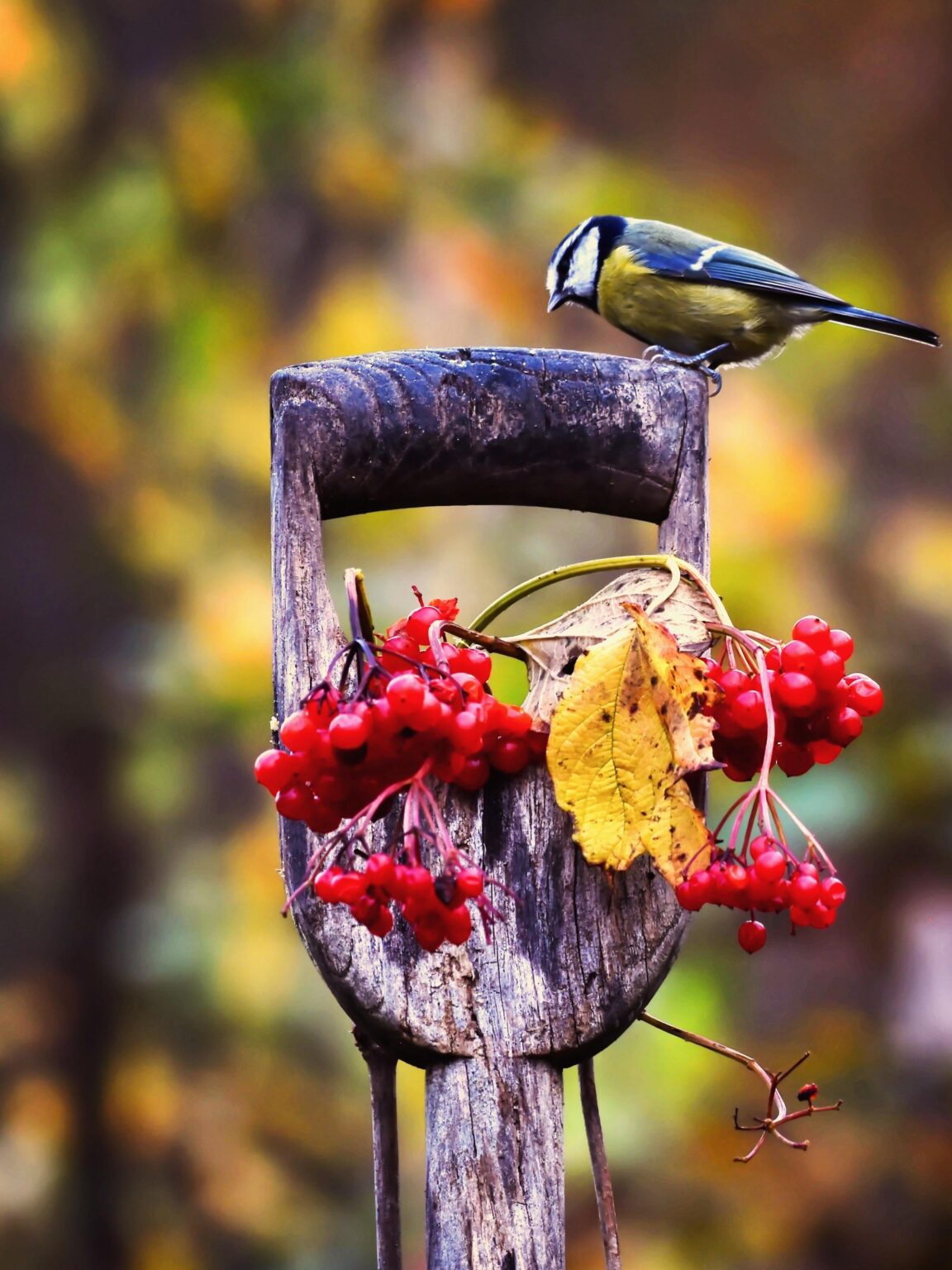 A little blue tit taking in the autumn vibes at Millers Wood, Handcross, Sussex 🍁