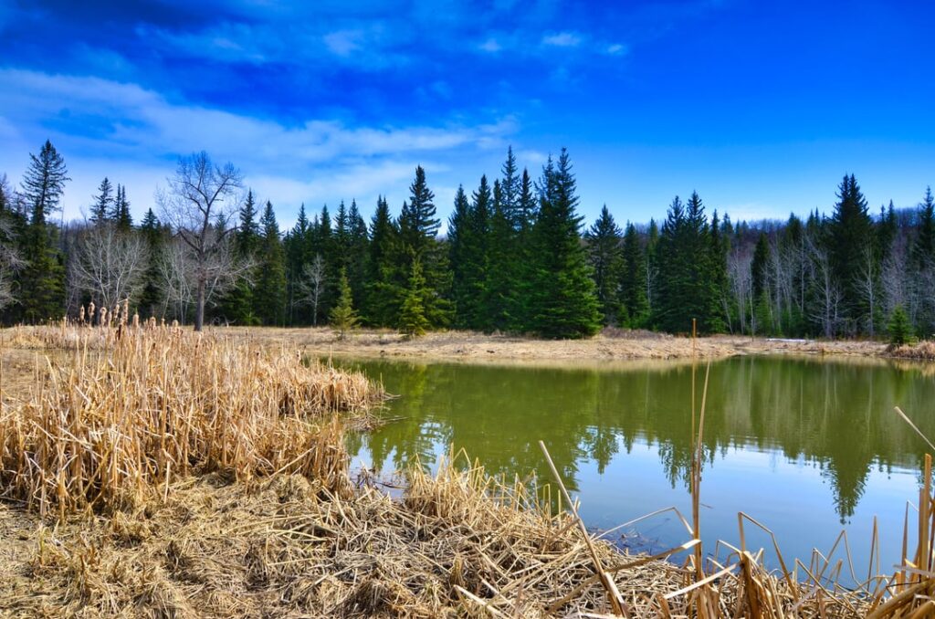 Fish Creek Provincial Park, a large natural area in the south part of Calgary, Canada.