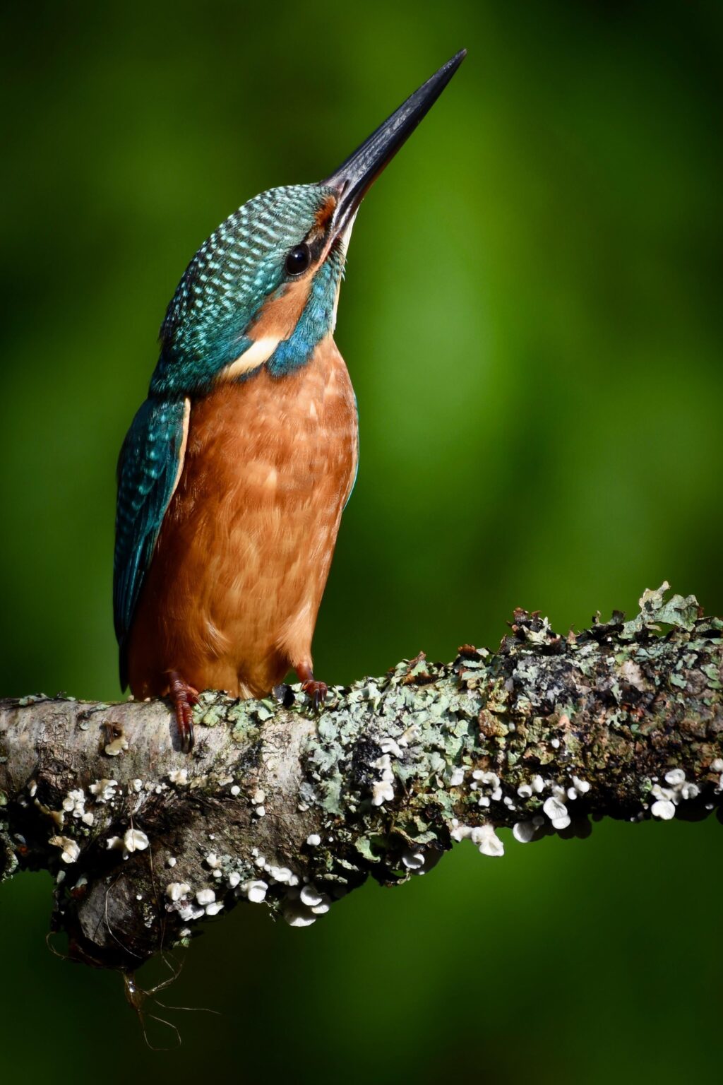 Stunning Kingfisher… Millers Wood, West Sussex