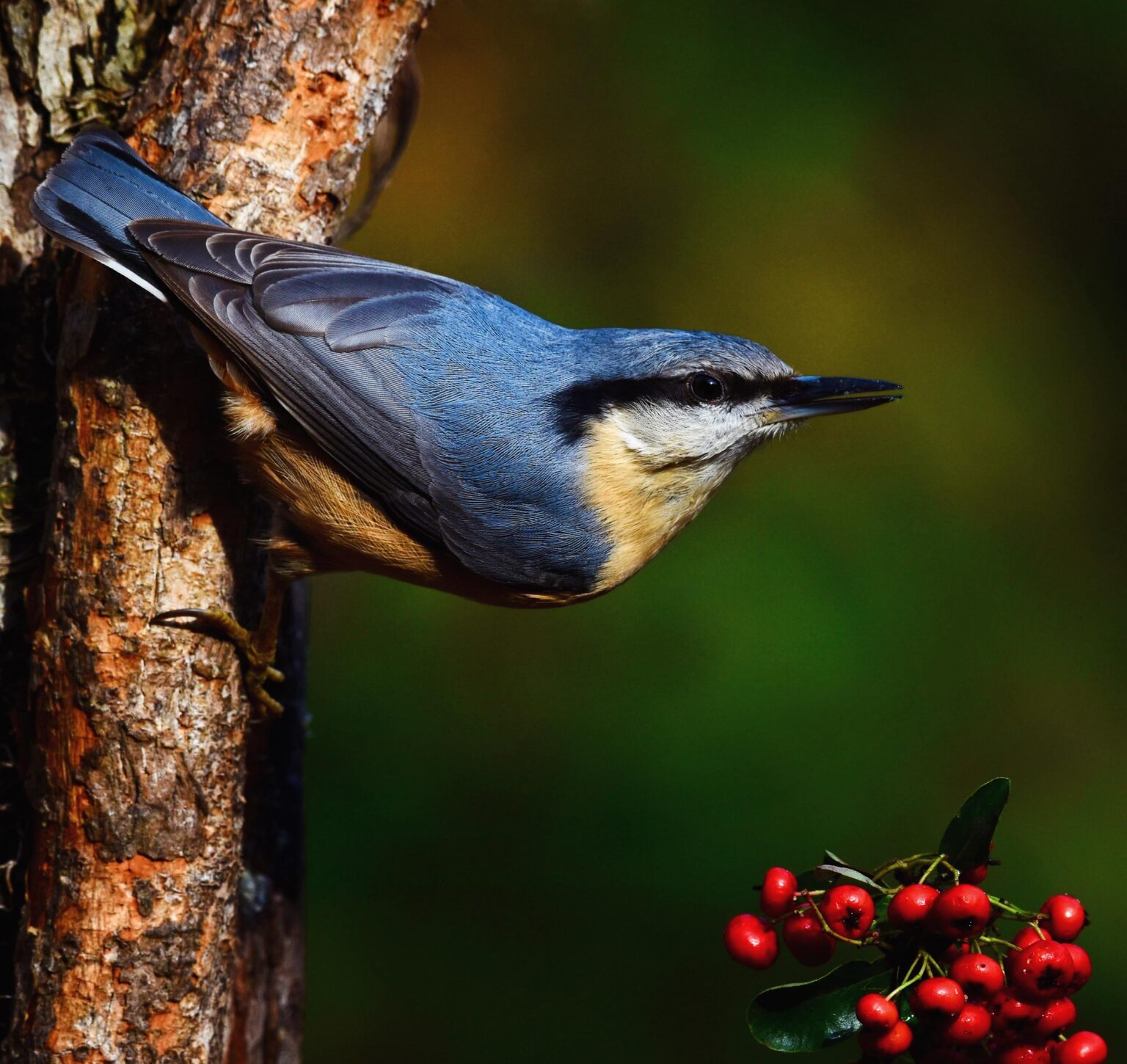 Is the Nuthatch the best looking bird?