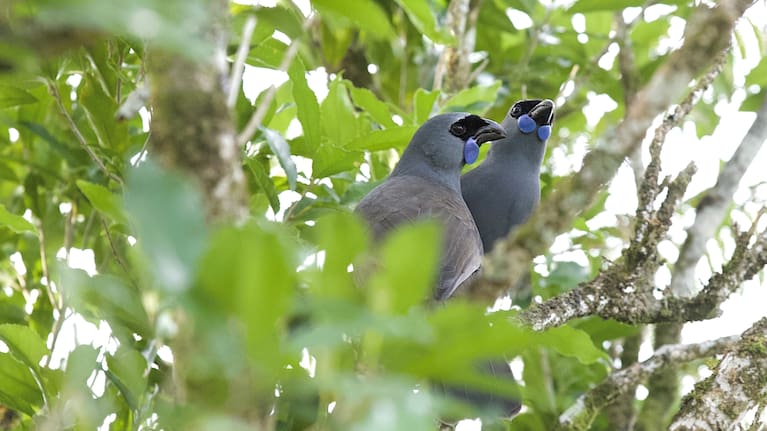 A breeding pair of kōkako in the Hunua Ranges.