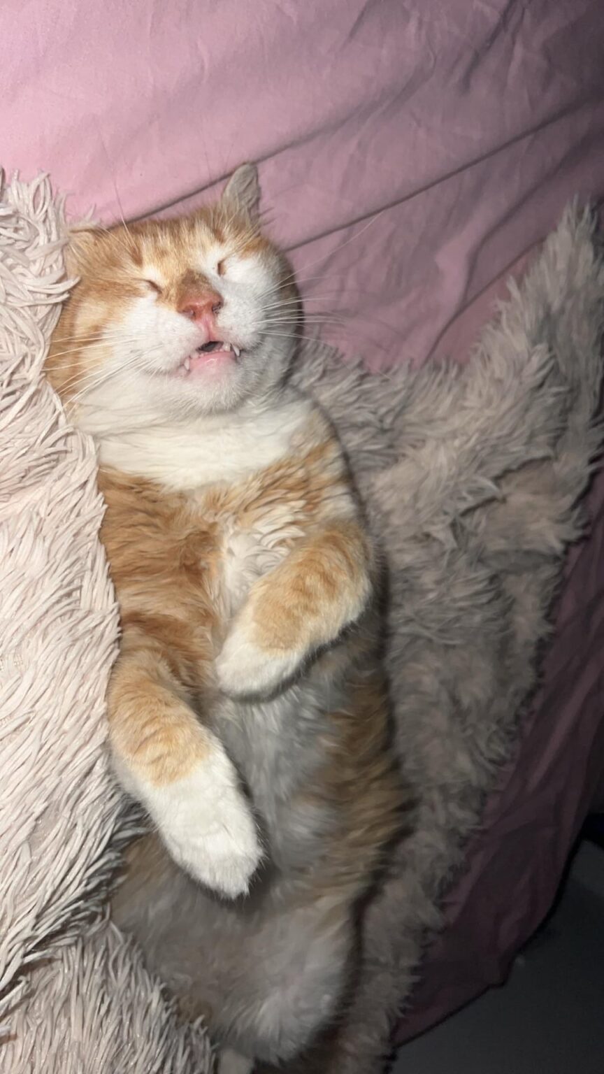 Flying back for stray cat