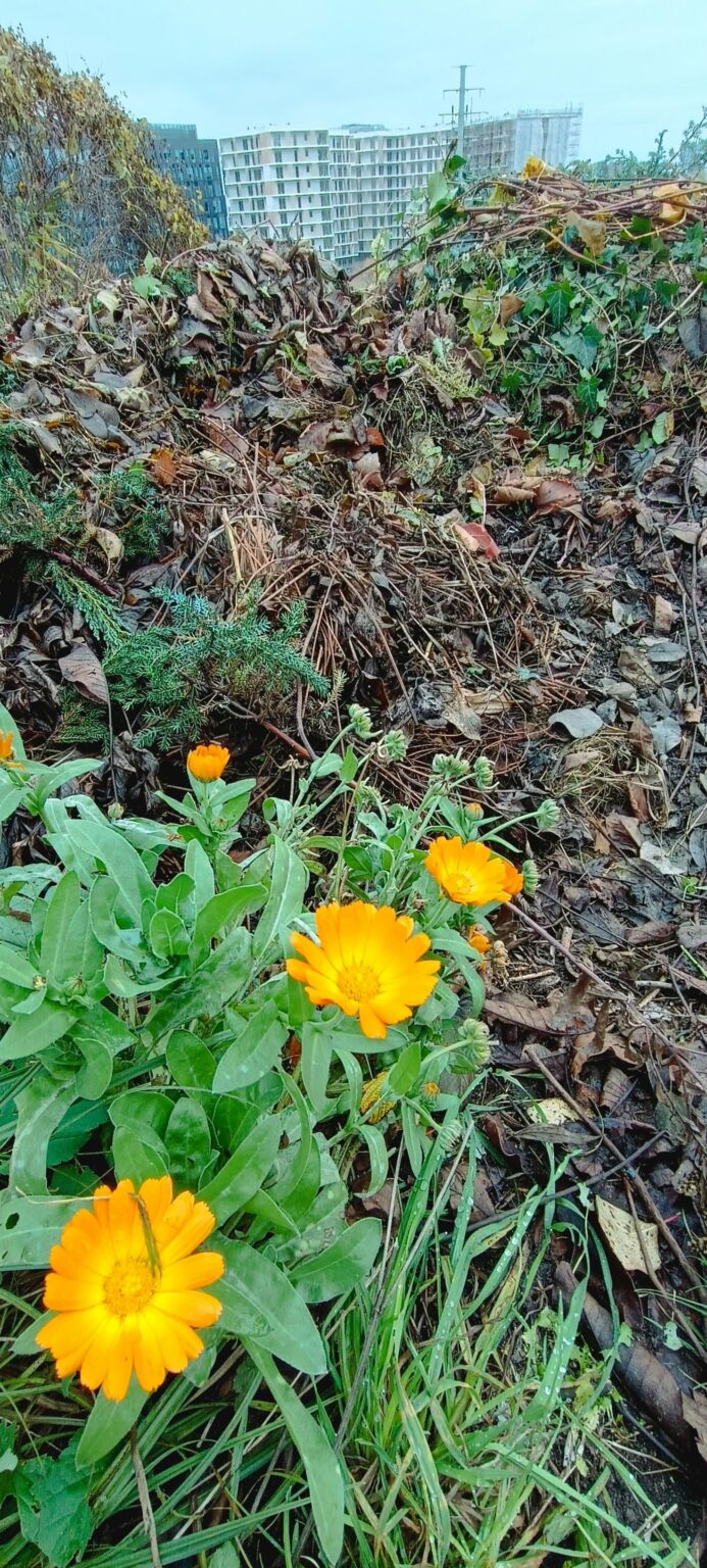 Some plants still not giving up down here in Southern Poland