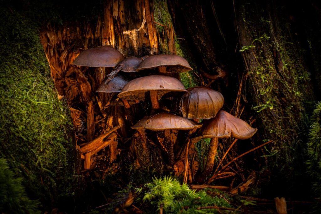 I painted the mushrooms again.