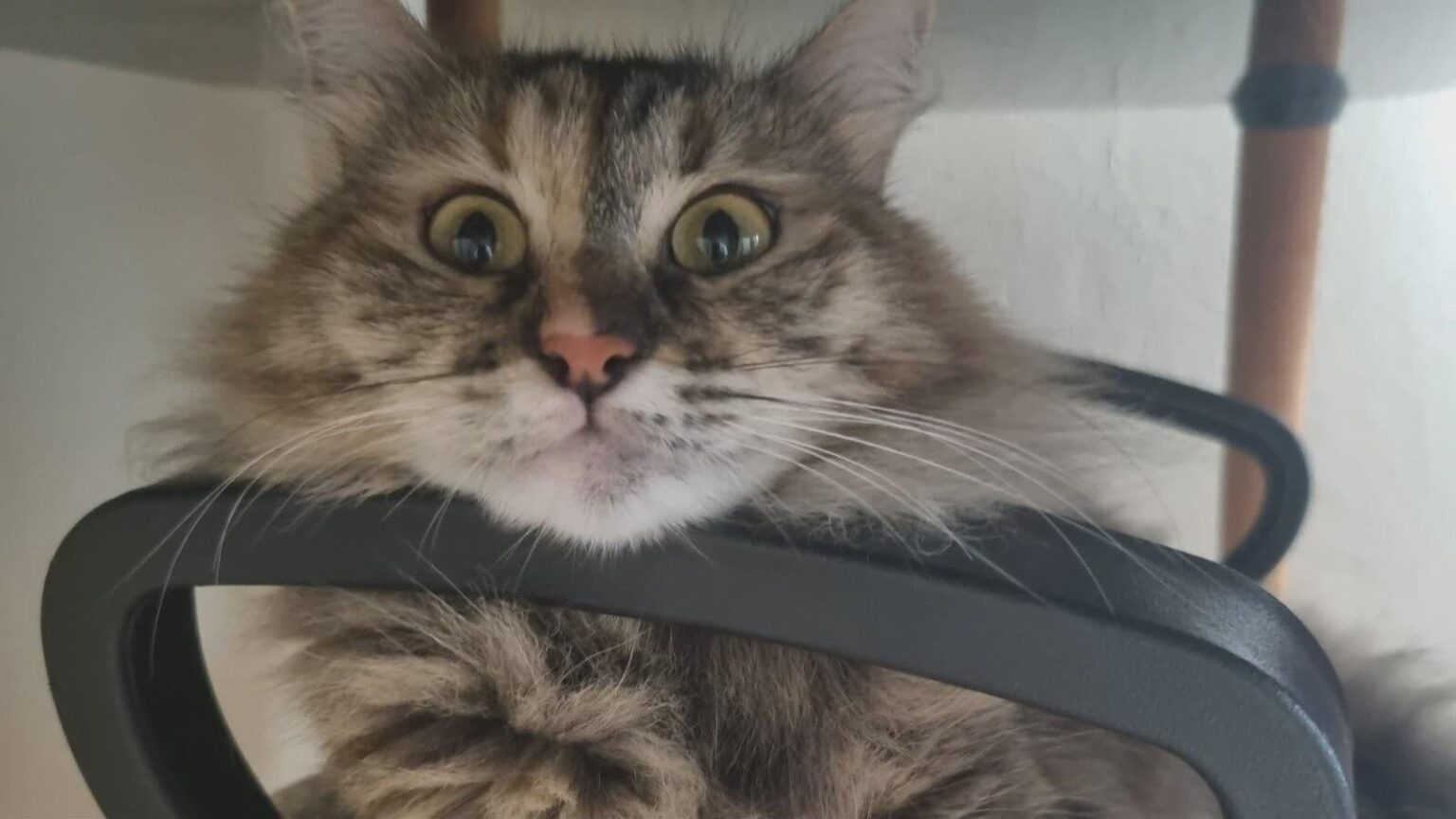 Turkish Airlines offers a 'business class' plane ticket to the owners of the missing cat 'Tekila' as an apology