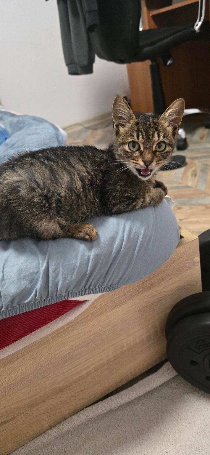 Help with finding a home for a kitten
